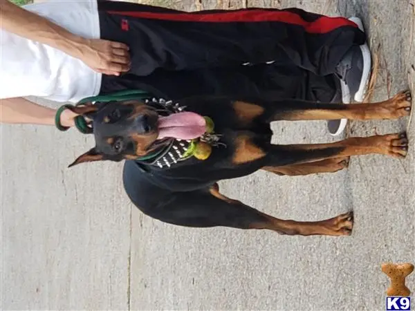 Doberman Pinscher