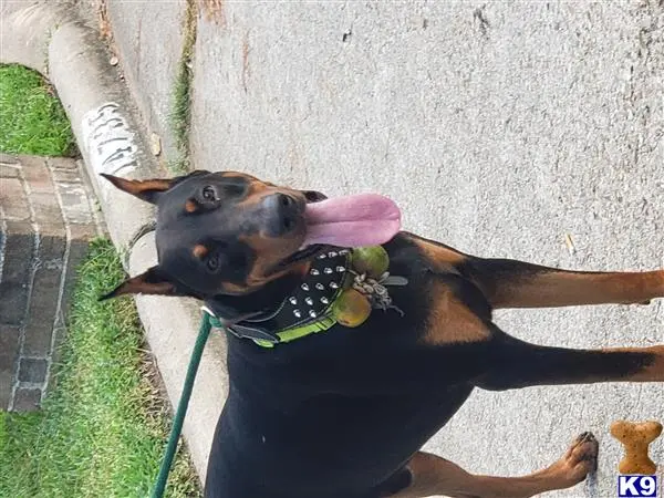 Doberman Pinscher stud dog