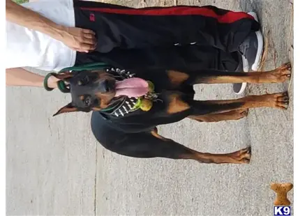 Doberman Pinscher