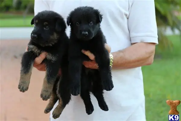 German Shepherd puppy for sale