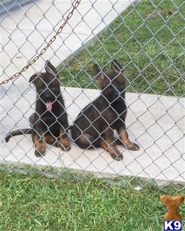 two german shepherd dogs lying on the ground