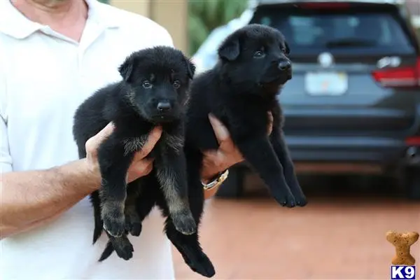 German Shepherd puppy for sale