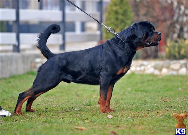 Rottweiler stud dog