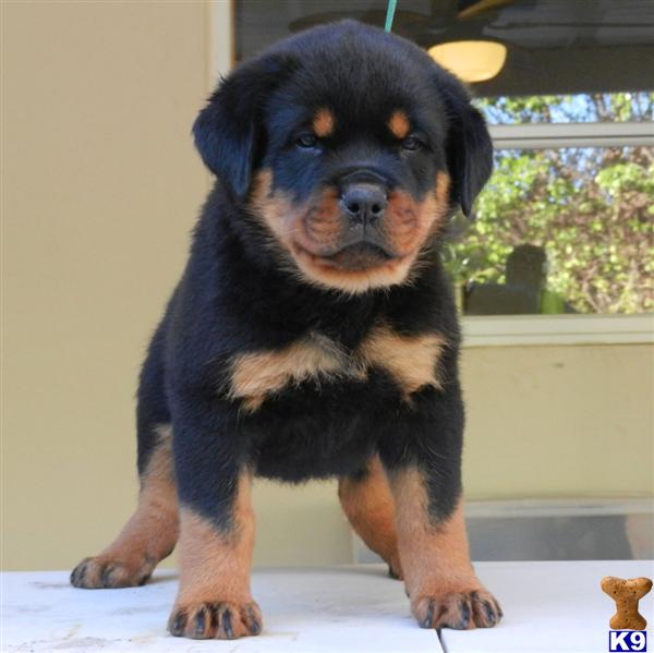 rottweiler puppy posted by fsalman