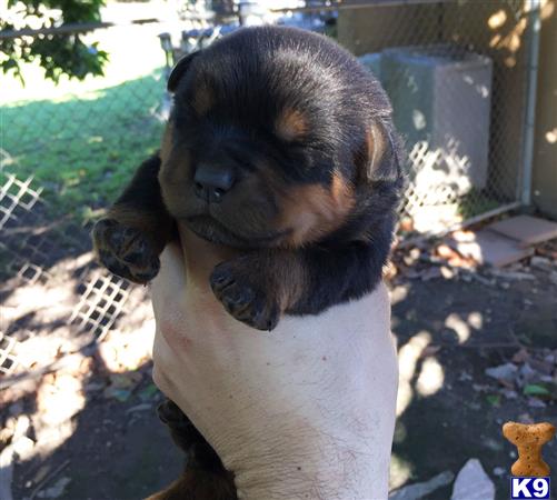 rottweiler puppy posted by fsalman