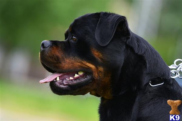 Rottweiler stud dog