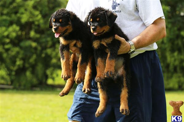 rottweiler puppy posted by fsalman