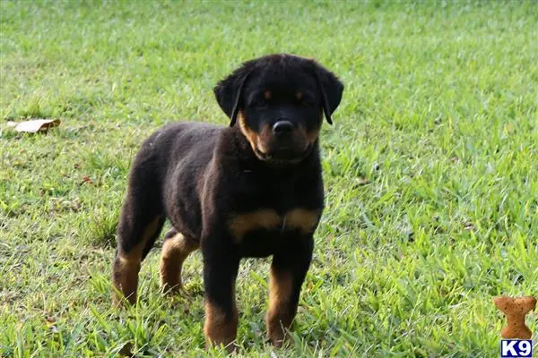 Rottweiler puppy for sale