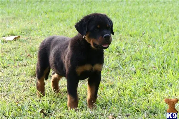 Rottweiler puppy for sale