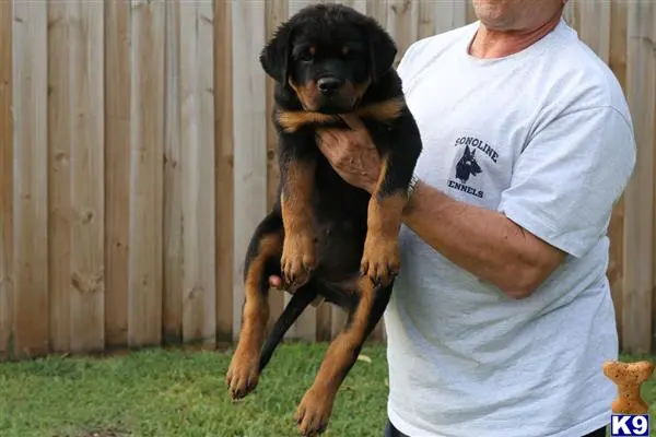 Rottweiler puppy for sale