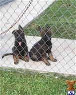 German Shepherd
