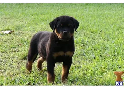 Rottweiler