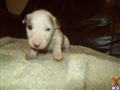bull terrier puppy posted by fsmith1199