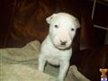 bull terrier puppy posted by fsmith1199