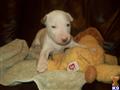 bull terrier puppy posted by fsmith1199