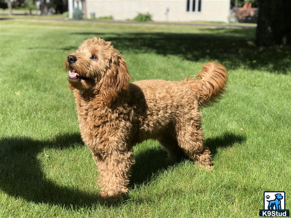 a goldendoodles dog standing in a grassy area