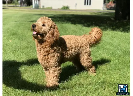 a goldendoodles dog standing in a grassy area