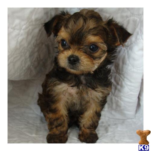 Mixed Breed Puppy for Sale Yorkie Shorkie 13 Years old