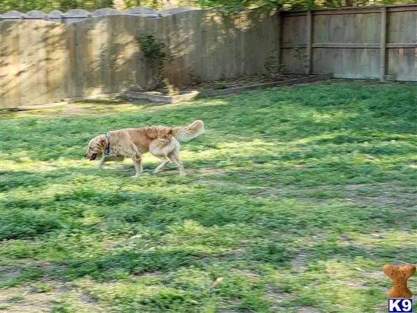 Golden Retriever stud dog: a golden retriever dog walking in a yard