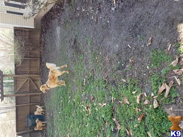 Golden Retriever stud dog: a group of stuffed animals outside a building