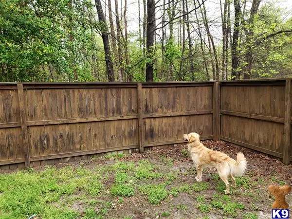 Golden Retriever stud dog: two golden retriever dogs in a yard