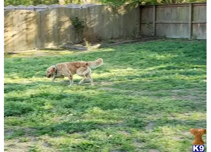 Golden Retriever stud dog: a golden retriever dog walking in a yard
