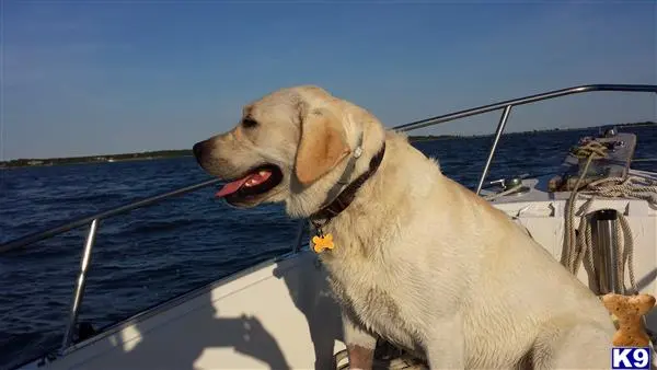 Labrador Retriever stud dog