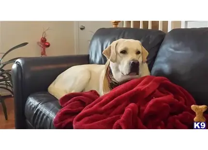 a labrador retriever dog sitting on a couch