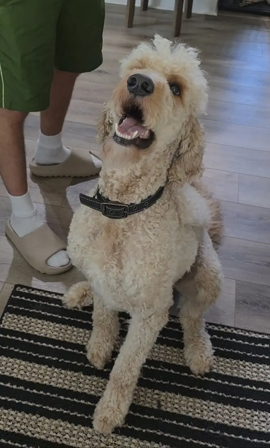 Goldendoodles stud dog: Curly cream Goldendoodle sitting on a striped rug, smiling
