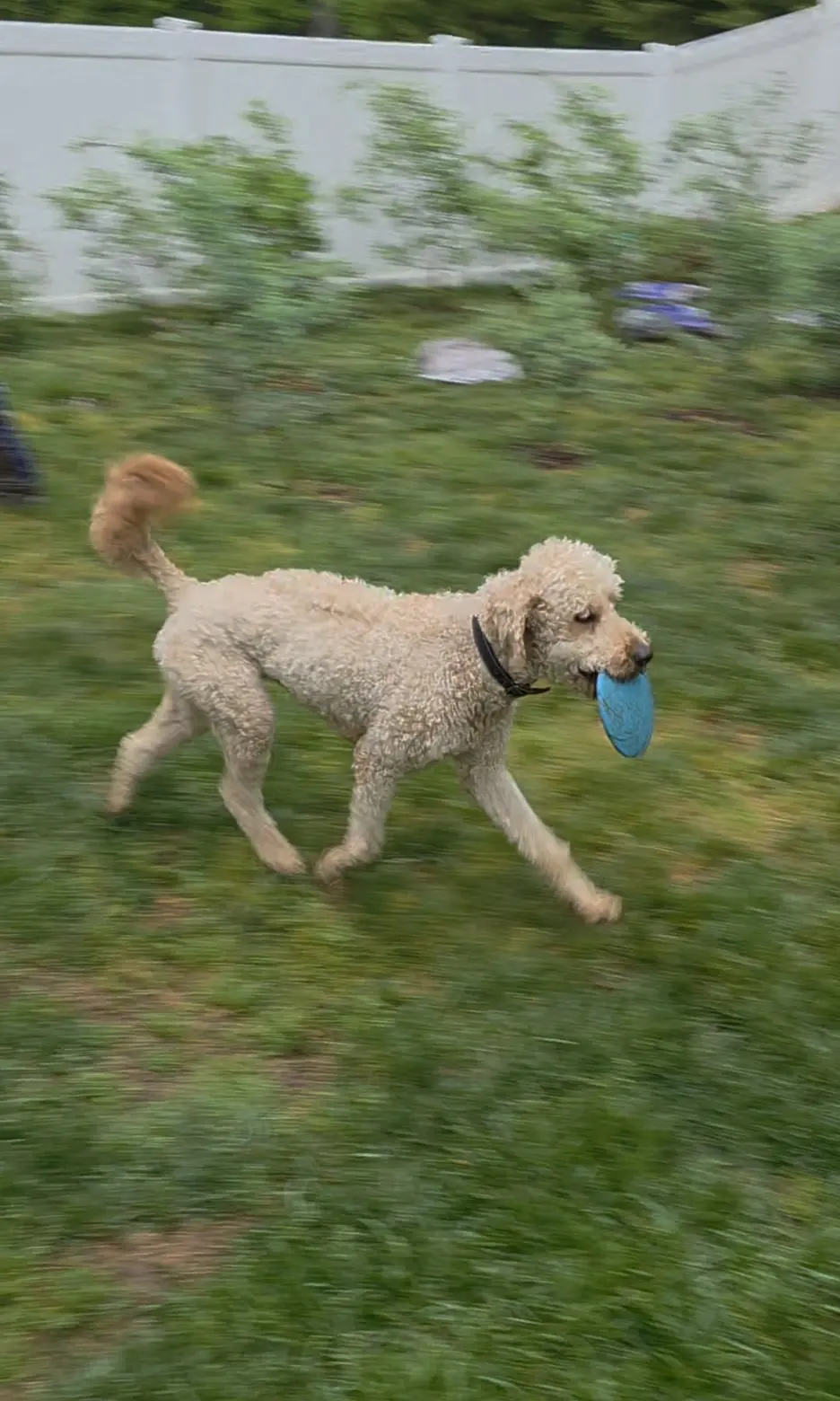 Goldendoodles stud dog: Light brown Goldendoodle running with a blue frisbee in grass