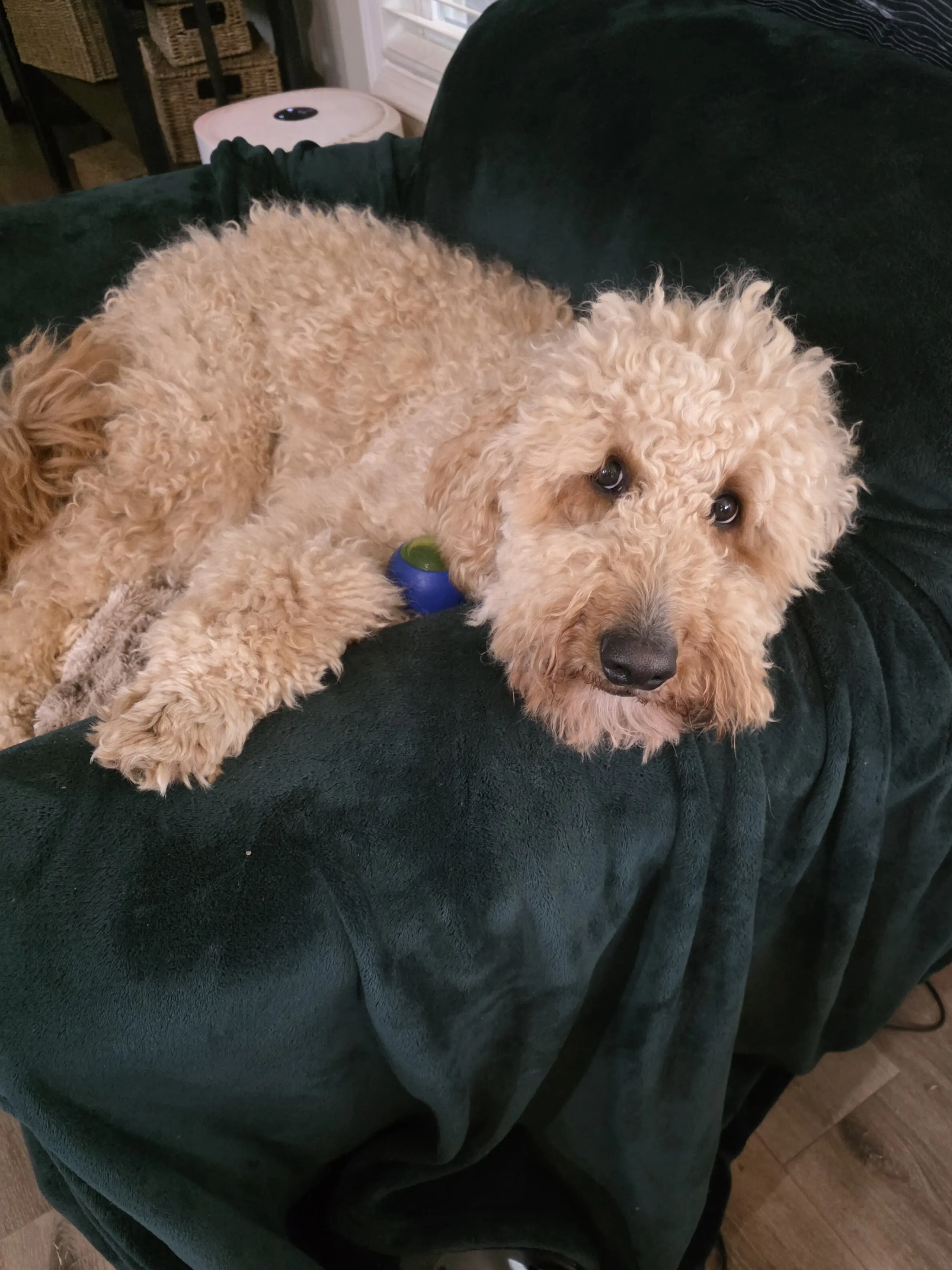 Goldendoodles stud dog: Fluffy gold Goldendoodle lounging on a green blanket