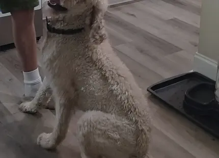 Goldendoodles stud dog: Light cream Goldendoodle sitting happily in a kitchen setting