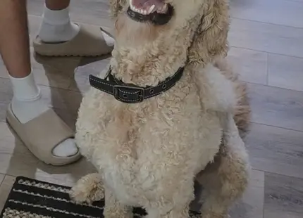 Goldendoodles stud dog: Curly cream Goldendoodle sitting on a striped rug, smiling