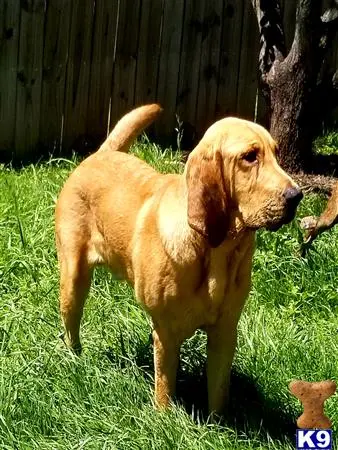 Bloodhound stud dog