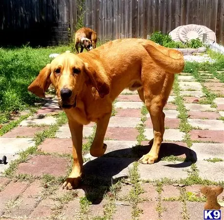 Bloodhound stud dog