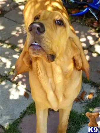 Bloodhound stud dog