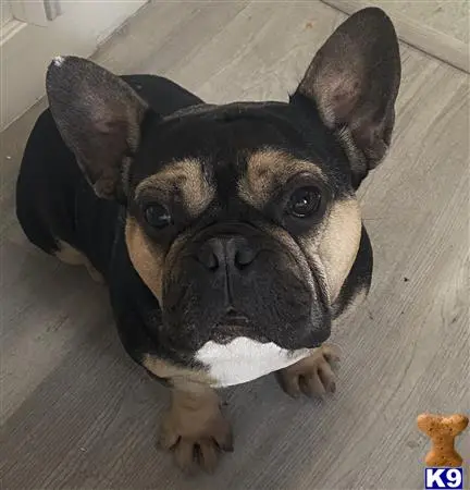 French Bulldog stud dog