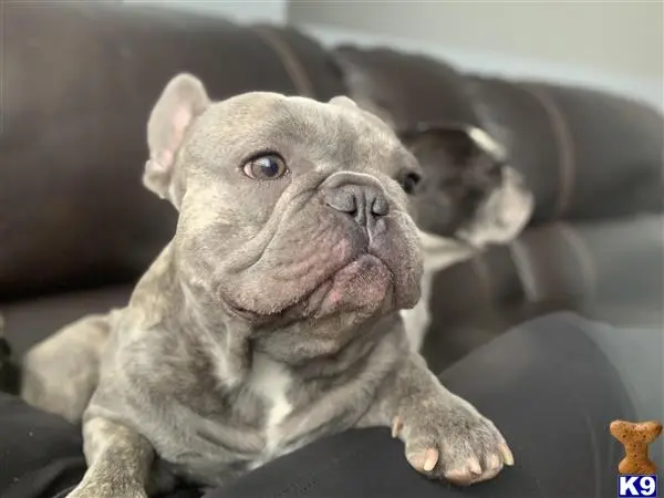 French Bulldog stud dog