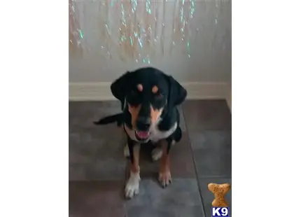 Treeing Walker Coonhound