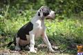 Great Dane