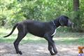 Great Dane