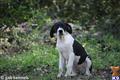 Great Dane