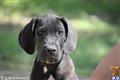 Great Dane
