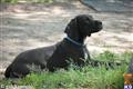 Great Dane