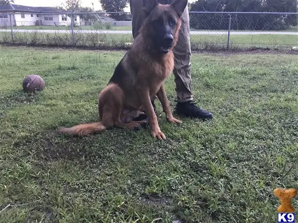 German Shepherd stud dog