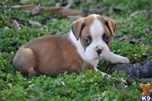 boxer puppy posted by gabriellamaria