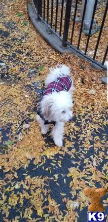 Mixed Breed stud dog