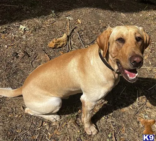 Labrador Retriever stud dog: a labrador retriever dog lying on the ground