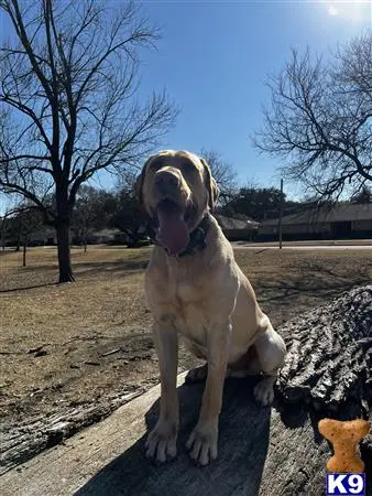 Labrador Retriever stud dog: a labrador retriever dog sitting on a rock