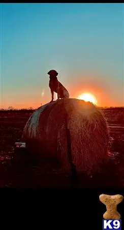 Labrador Retriever stud dog: a person sitting on a rock